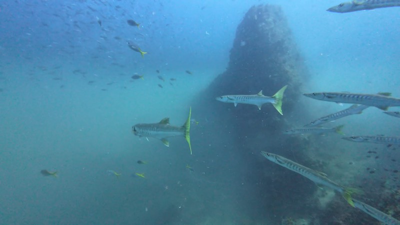 Barracudas suspendidas junto al granito de Sail Rock.