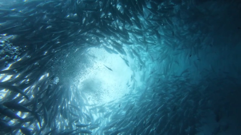 Un tornado de barracudas girando sobre nuestras cabezas.