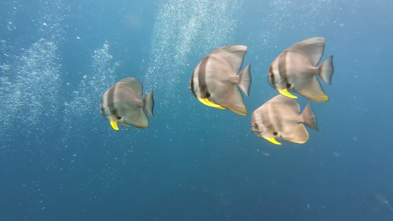Four batfish swimming through a column of divers' bubbles in blue water.