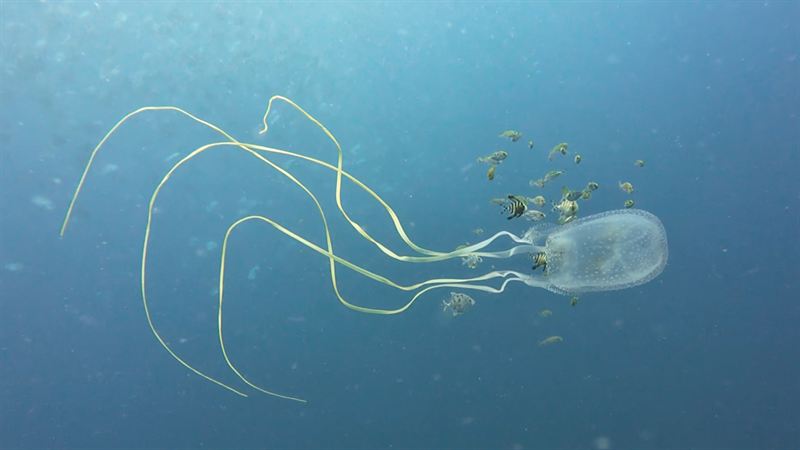 A box jellyfish with long trailing tentacles in blue water.