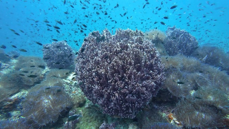 Bloques de coral duro sanos con nubes de peces de arrecife.