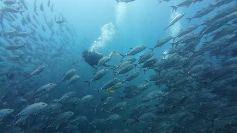 Un buceador descendiendo entre un banco de jureles, con burbujas subiendo.