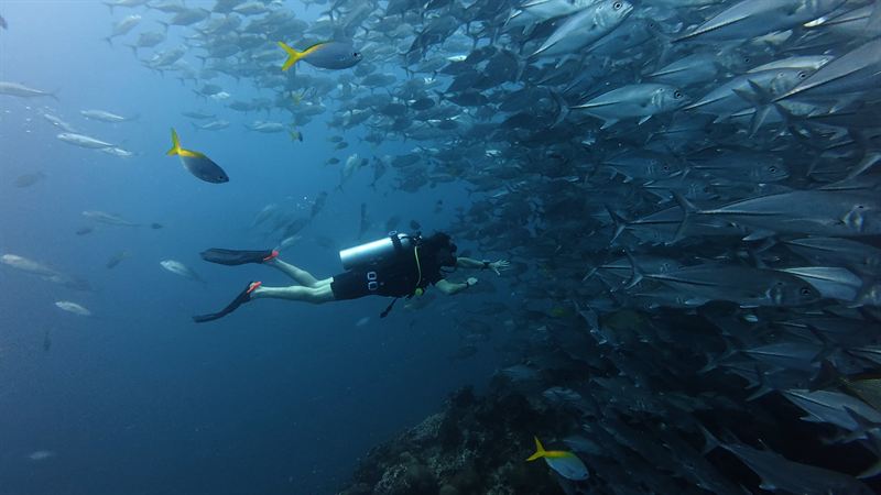 Un buceador nadando junto a un enorme banco de jureles.