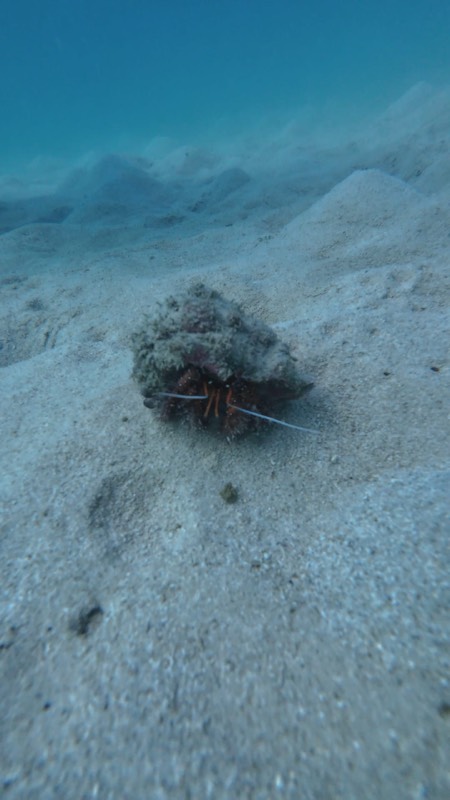 Un cangrejo ermitaño cruzando arena clara.