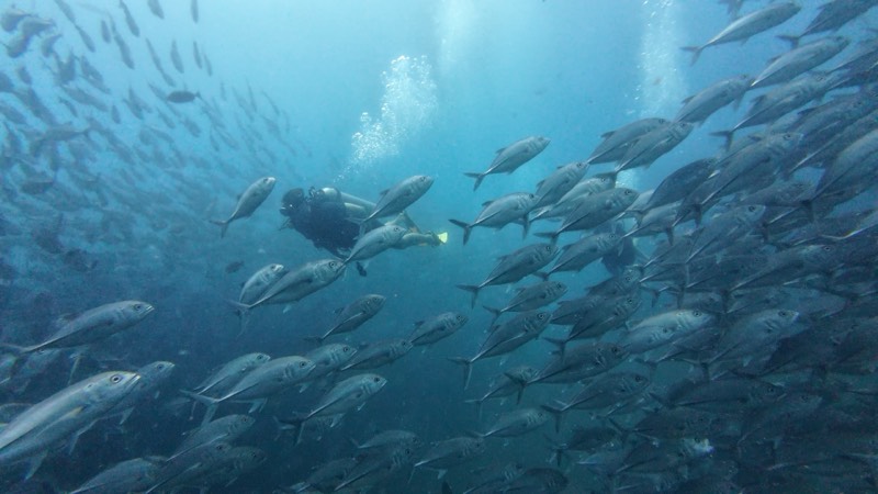 Un enorme banco de jureles girando en aguas abiertas.