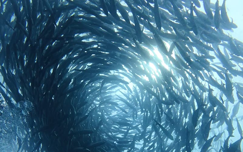 Mirando hacia el sol a través de un remolino de jureles.