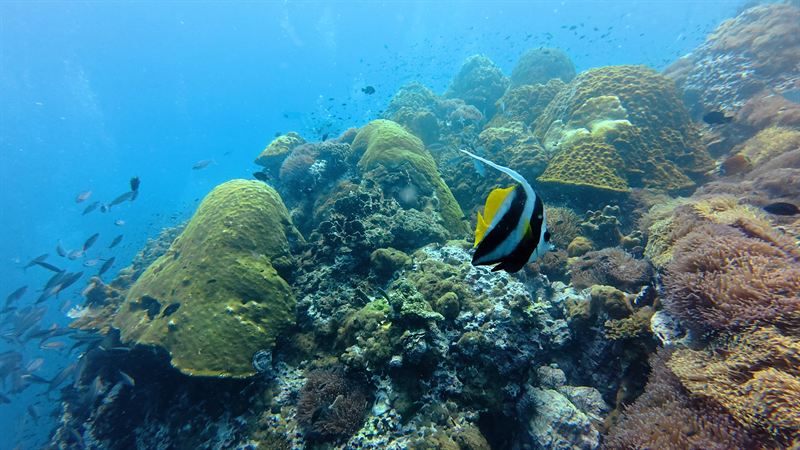 A longfin bannerfish swimming over hard corals, with reef fish behind it.
