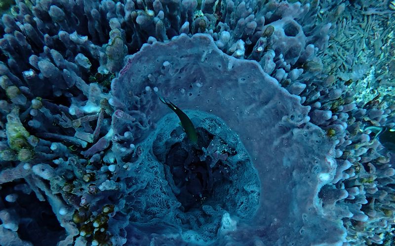 A large barrel sponge seen from above, with a fish inside.