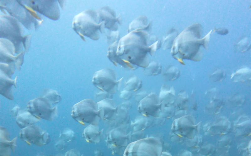 A school of batfish in blue water.
