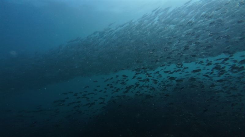 A large school of bigeye trevally in the blue.