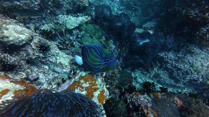 A bluering angelfish with curved blue lines on its body, swimming between sea urchins on the rock.