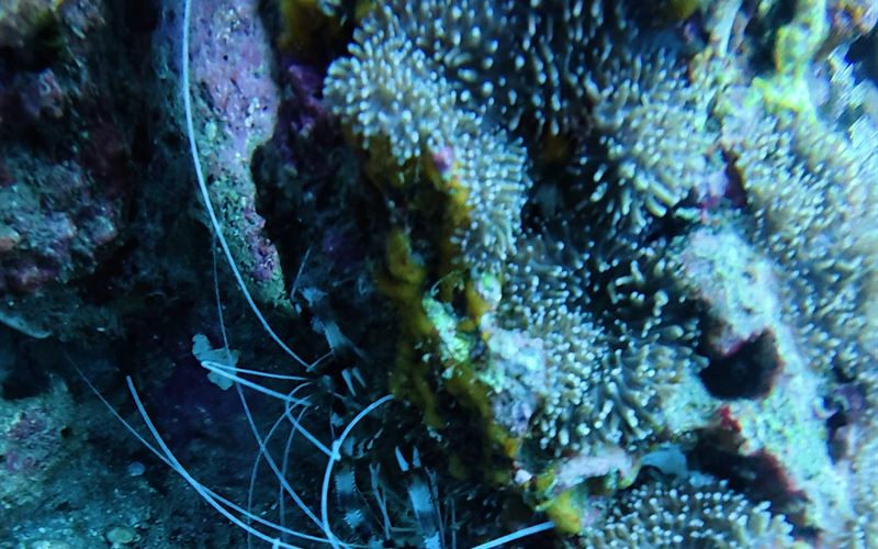 A banded boxer shrimp with long white antennae in a crack in the reef.