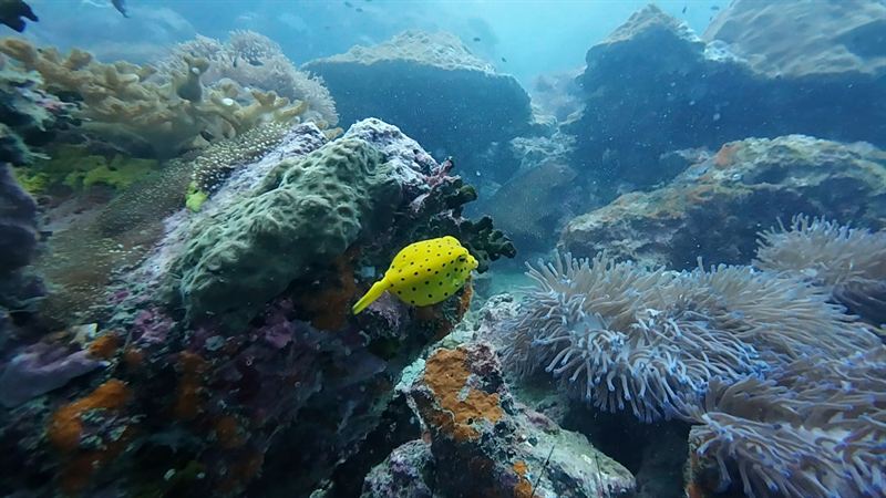 A juvenile yellow boxfish swimming between corals and anemones.