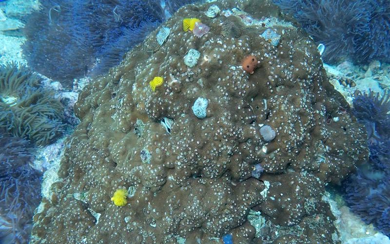 Colourful Christmas tree worms dotted over a boulder of hard coral.