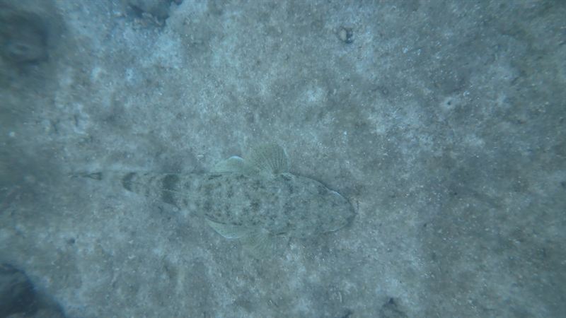 A crocodilefish camouflaged on the sandy bottom.