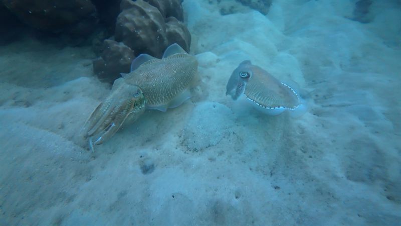 Two cuttlefish hovering over the sand.