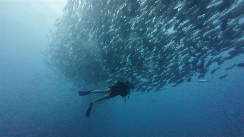 A diver beside a large school of jacks at Sail Rock.