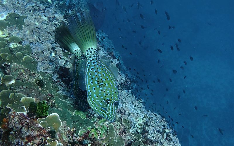 A scrawled filefish hovering beside the wall of Sail Rock.