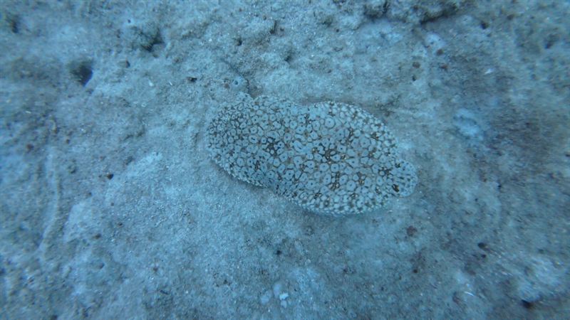A sole lying flat and camouflaged on the sand.