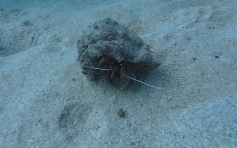A hermit crab walking across the sand with its shell.