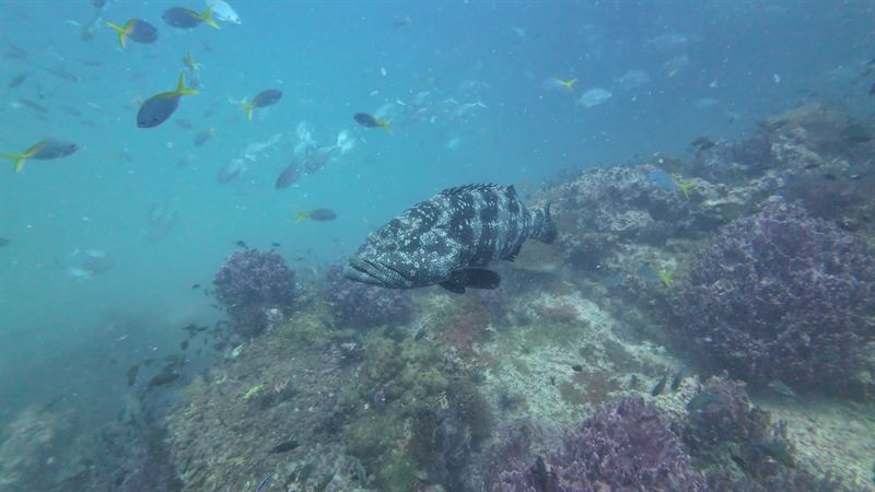 A large Malabar grouper swimming over the reef with small fish above.