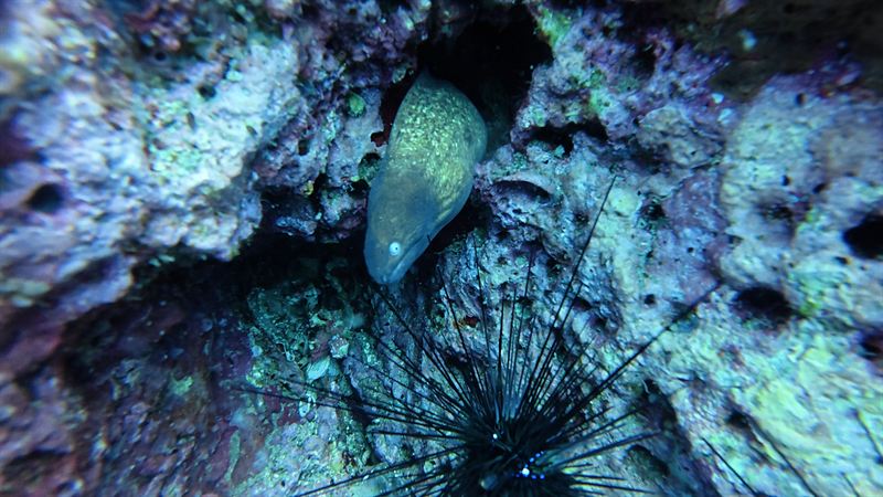 A moray eel looking out of a crack in the reef, next to a sea urchin.