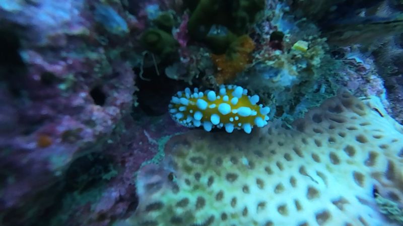 A yellow and blue nudibranch on the reef.