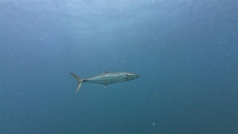 A Spanish mackerel swimming in open blue water.
