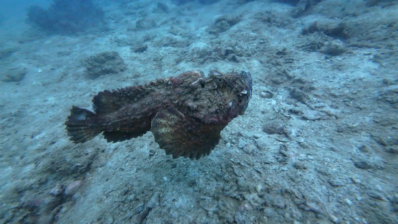 A stonefish on the bottom, looking exactly like a lumpy rock.