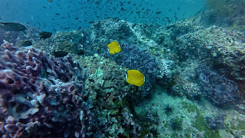 Two bright yellow Weibel's butterflyfish swimming over the reef, with a school of small fish behind.