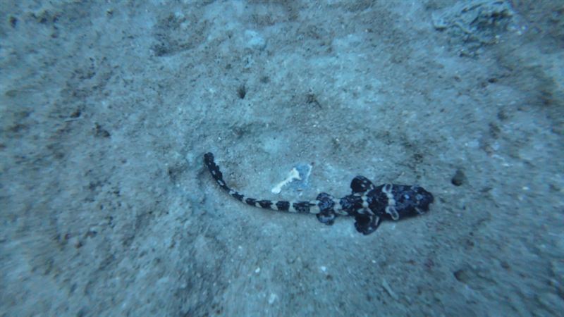 A young striped leopard shark resting on the sand.