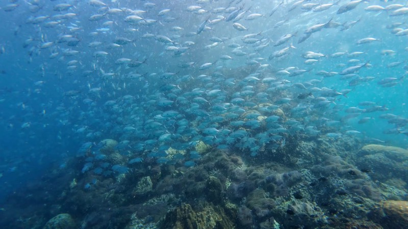 Roca de arrecife llena de peces con un banco de peces encima.