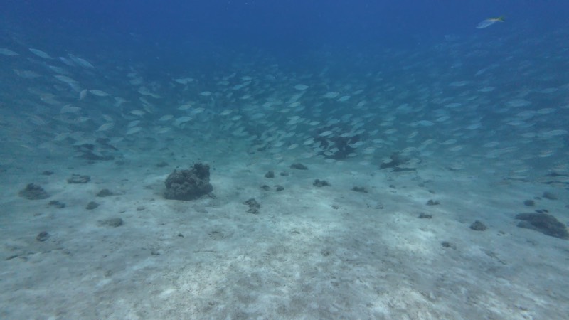 Peces moviéndose sobre un fondo de arena clara.