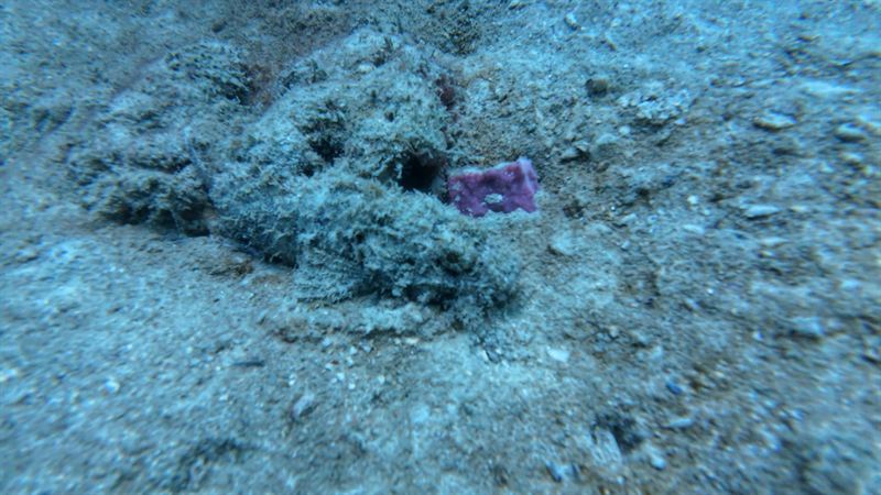 A well-camouflaged scorpionfish resting on the sandy bottom.