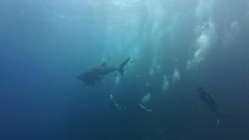 Un tiburón ballena pasando sobre un grupo de buceadores.