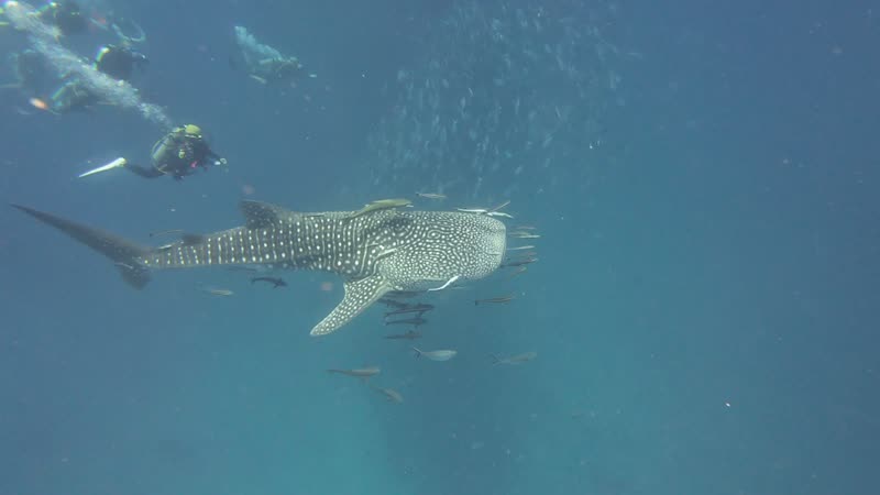 A whale shark swimming past divers at Sail Rock.