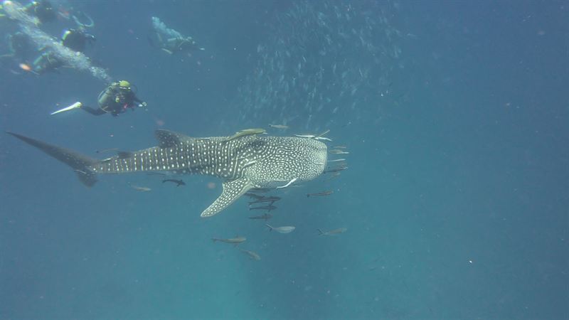 Divers watching a whale shark from a respectful distance.