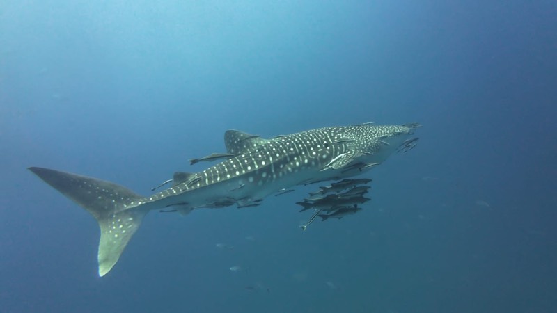 Un tiburón ballena deslizándose por el azul en Sail Rock.