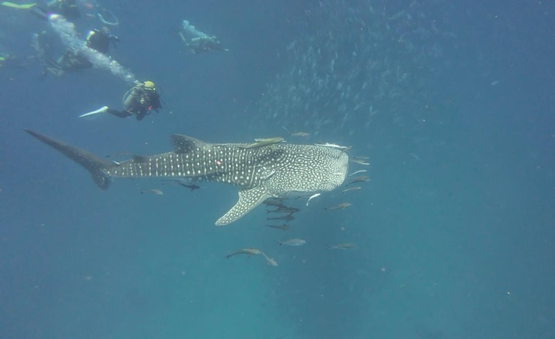 Personas haciendo snorkel en superficie sobre un tiburón ballena y un banco de peces.