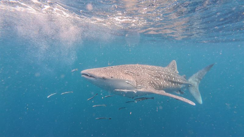 A whale shark swimming just below the surface with small fish around it.